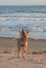 bruce beach