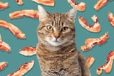 can-cats-eat-bacon-971e551dc6f548d3a9de50c085cdb1d7