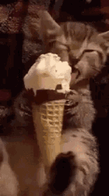 kitten-ice-cream[1]