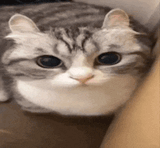 cat-explosion (1)
