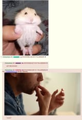 hamster