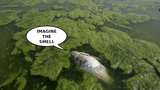 dead-fish-imagine-the-smell