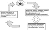 Feedback-loop-between-first-and-second-order