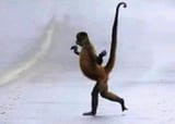 gay monkey