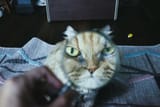 Grumpy_orange_cat_through_a_magnifying_glass-compressed