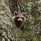 Wildlife