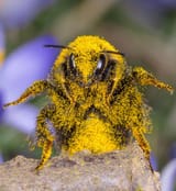 bee