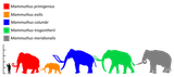 1200px-Mammuthus_Size_comparison