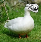 DuckTroll