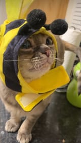 gumblebee