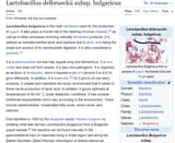 bacilicus