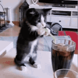 kitten-try-drink-soda[1]