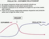 prolactin dopamine fap orgasm sex