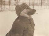 Finnish dog during Talvisota
