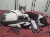 lil bros