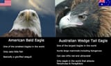 american7
