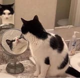 katzen