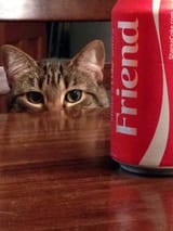 cattz