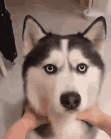 husky