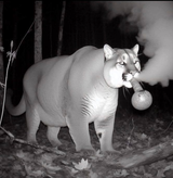 chimera smoking meth
