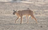 Caracal_caracal_caracal_54847036