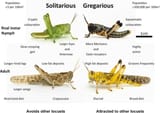 Difference-between-solitarious-and-gregarious-phases-of-desert-locusts-Schistocerca[1]