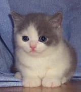 Thread 22877229 OP Image