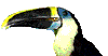 bestbird