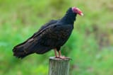 Turkey-vulture-Cathartes-aura-bird