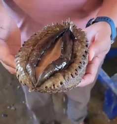 sea cunt_thumb.jpg