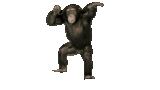 chimp