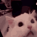 ree