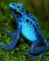 poison dart frog