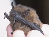 1200px-Pipistrellus_female-1
