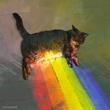 cat no gay