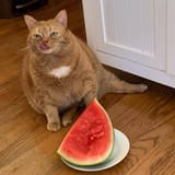 Walter Melon