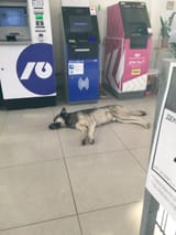 Street Doge