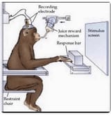 press-the-left-button-v0-skt5olwhv06d1