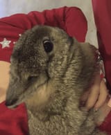 fluffyduck