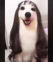 doggo larping as ethot_thumb.jpg