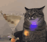 cat-jam