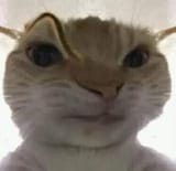 the cat of suspicion raises a single brow