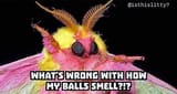 mothballs