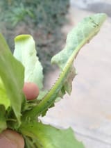 prickly-lettuce-bristles-leaf-midrib