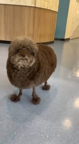 sheep-dog-v0-BajqXZYVOlWBrMs355M265POhk7t8x2sf3h4EGpF7yA