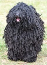 blackdog