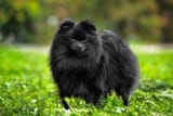 Stunning-black-Pomeranian-standing-outdoors-3913130431