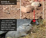 mars arctic lemming devon island