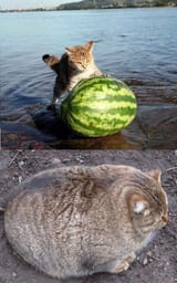 catmelon