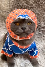 mista kot